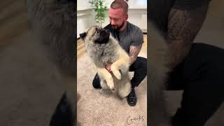 Dogs With Neck Pain  #chiropractic #chiropractor #dog #cat #animals ‪@boneshandsanimals‬