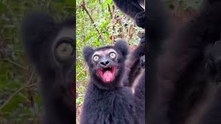 Amazing sounds of animals