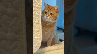 작은 다리를 건너는 친절 🌉