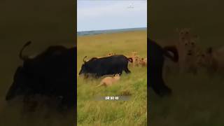 सांडों ने शेरों को सबक सिखाया। | Bulls Vs Lions | #animals #bulls #lions #wildlife | #shorts