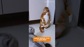 Это был не я, честно! — Убойная нарезка кото-подстав 😹