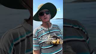 Les Calédoniens réclament plus d'endroits pour pêcher à Nouméa. #nouvellecaledonie