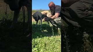 #dogrescueshelter #emotional #rescuingdogs #dogs #humanitarianhelp #animalsinneed #savinglives