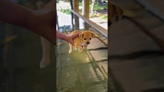 Le quitaron su perrito! Lo que hizo después te romperá el alma… 😢🐕”