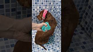 limpeza satisfatória com meus pets 💞🐶🫧#limpeza #asmrsatisfying #fy #cleaning