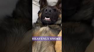 웃긴 말리누아 강아지 😂😂😂