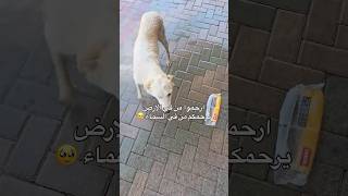 ام لجراء تستعين بالناس🇮🇶 ليبردوا جسمها من الحر وتاخذ طعام لصغارها ، ارحموهم لله  #العراق #اكسبلور