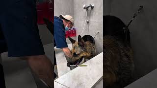 НЕМЕЦКИЙ ДЬЮК В ГРУМИНГ-САЛОНЕ #собаки #груминг #овчарка #тбилиси  #grooming #dogs #tbilisi #georgia