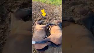 حصانان يقعان في الحب من النظرة الأولى... ❤️ #shorts