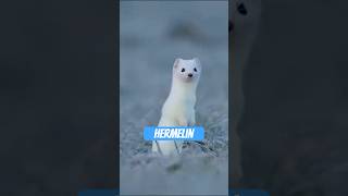 Das Hermelin – Chuck Norris im Mini-Format