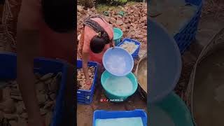 How Mango Farmers Create New Trees #shorts