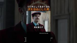 ソリ犬として生きてきた犬を自由にした男