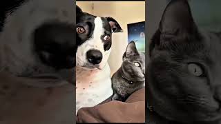 Cats, dogs, pets lover #animals #funny #cat #cute #petshub #funnyanimals