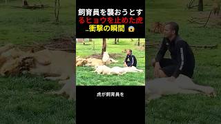 飼育員を襲おうとするヒョウを止めた虎...衝撃の瞬間 😱
