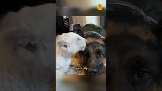 قصة الأسد الأبيض المنبوذ... الذي وجد عائلته الحقيقية بين الكلاب!