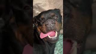 La Balada de los Perros - Depresión Sonora