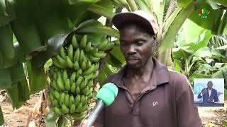 농목축 및 어업 공세: 야드가 바나나 생산자들의 활동