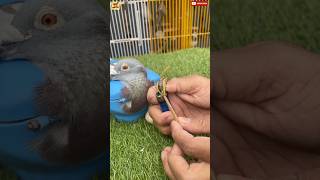 kobutor care ❤️ #short #pigeon #kalapati
