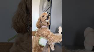 HOMEMADE DOOGY MEATBALLS 🐶🍖 #maltipoo