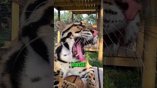 가장 미친 태도를 가진 야생 동물들. 😲