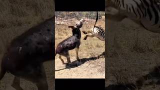 تجميع مقاطع لرفسة الخيل المميتة- الحصان والحمار يقتل تمساح