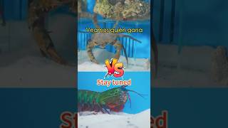 ¿El ANIMAL más FUERTE del OCÉANO? #miwuscience #miwuscienceespañol #shorts #ciencia