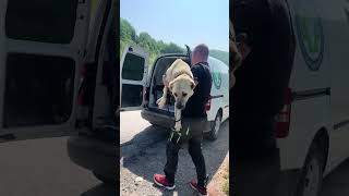 Gerettet (2/2) ❤️‍🩹 #savethedogsbih #rescueddogs #pleasehelp #pleasedonate #kangal #rescue
