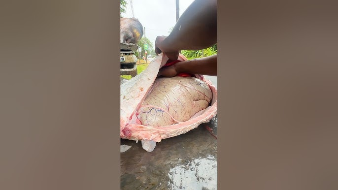 Live Biggest Catla Fish Eggs In World Fish Cutting&Cleanig Skills Village Life