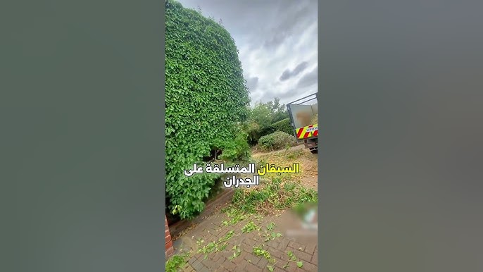 لماذا يُزيل الناس اللبلاب من الجدران رغم جماله؟