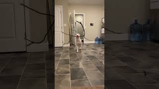 개와 막대기 😂😂😂