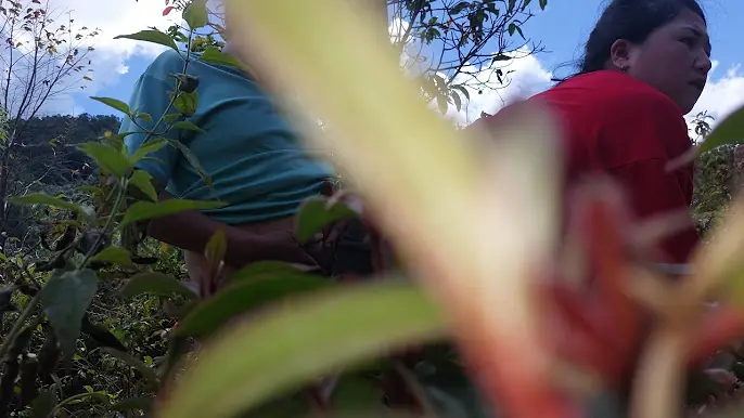 Mu po lawv sib deev zoo nyob heev