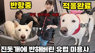 한국에서 온 진돗개를 보고 첫눈에 반해버린 유럽 애견 미용사님 ㅋㅋ