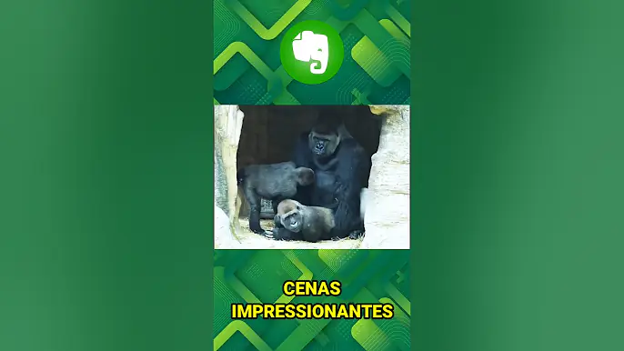 QUANDO O GORILA FAZ ISSO VOCÊ DEVE CORRER