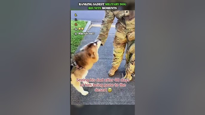 Veterans Ruinited With There Dogs...