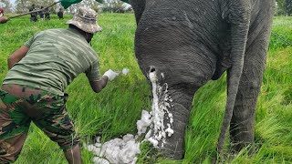 𝙀𝙡𝙚𝙥𝙝𝙖𝙣𝙩 𝙝𝙞𝙩 𝙗𝙮 𝙩𝙧𝙖𝙥 𝙨𝙝𝙤𝙩 😢😢 #animalplanet #elephant #bbcearth #veterinary #wildlife #animals