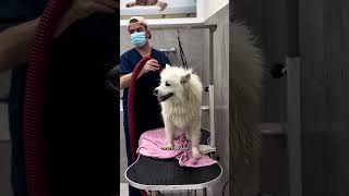 ХАСКИ ЭДВАРД И САМОЕД МОЧЧИ В ГРУМИНГ-САЛОНЕ #собаки #груминг #тбилиси #грузия #grooming #tbilisi