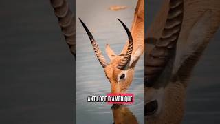 Voici les 5 animaux les plus rapides au monde #découverte #animaux #shortvideo