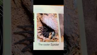 이 거미는 점프스케어로 사냥합니다