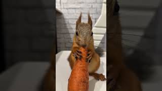 Cats, dogs, pets lover ❤️😘 #animals #funny #cute #cat #funnyanimals #pets