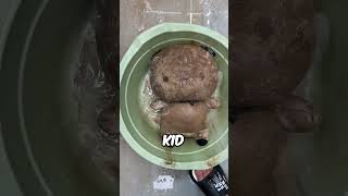 Cleaning my Sister's Teddy Bear 😍🐻‍❄️