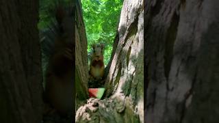 Ваш абонент всегда занят, оставьте орех после сигнала