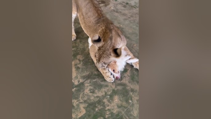 لقاء الكلب باللبؤة بعد غياب سنة