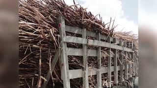 Cane Farmers Say It’s Time to Rethink Sugar Harvesting