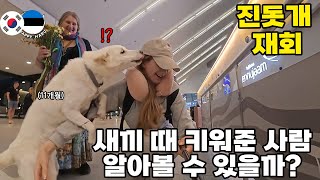 북유럽 입양된 진돗개, 오랜만에 만난 한국 주인을 알아볼까?