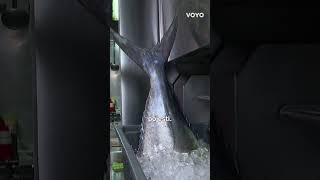 Kvarner predstavio 10 restorana uvrštenih u najprestižniji svjetski gastronomski vodič Michelin!