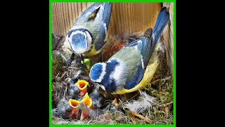 🐦 45 Days: From Nest Building to 8 Baby Birds Taking Flight ✨