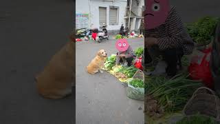 這小狗買菜真像個人This puppy buys groceries like a human