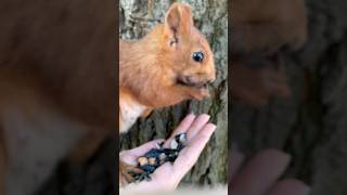 Главное, чтобы они не видели друг друга, Ушка готова наброситься в Снежку