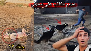 لأول مرة كلبتي لوسي ما تستقبل أصدقائي في المزرعة هجمت عليهم !! 🤣🔥