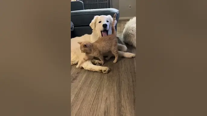 DOG VS CAT 😂😂😂